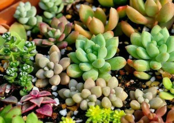 所有多肉植物图片和名称(什么是盆栽多肉植物图片)-第2张图片-百花生活百科知识分享 所有多肉植物图片和名称(什么是盆栽多肉植物图片)-第2张图片-百花生活百科知识分享