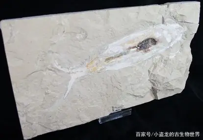 鱼化石是怎样形成的 鱼化石是如何形成的-第4张图片-百花生活百科知识分享 鱼化石是怎样形成的 鱼化石是如何形成的-第4张图片-百花生活百科知识分享