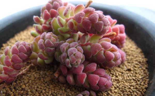 所有多肉植物图片和名称(什么是盆栽多肉植物图片)-第3张图片-百花生活百科知识分享 所有多肉植物图片和名称(什么是盆栽多肉植物图片)-第3张图片-百花生活百科知识分享