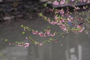 关于惊蛰节气的来历(惊蛰节气的来历和风俗)-第5张图片-百花生活百科知识分享 关于惊蛰节气的来历(惊蛰节气的来历和风俗)-第5张图片-百花生活百科知识分享