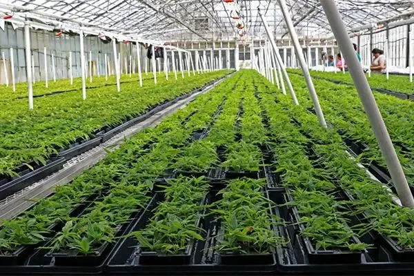 农村种植什么可以致富(农村种植什么能致富?谁能帮帮我)-第4张图片-百花生活百科知识分享 农村种植什么可以致富(农村种植什么能致富?谁能帮帮我)-第4张图片-百花生活百科知识分享
