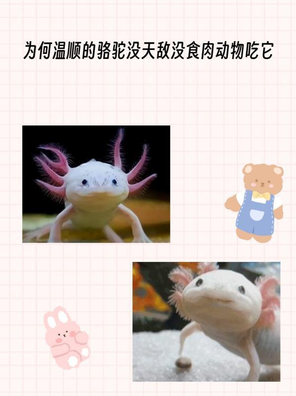 泰坦巨蟒有多大真的存在吗-泰坦巨蟒为何能如此之大-第1张图片-百花生活百科知识分享 泰坦巨蟒有多大真的存在吗-泰坦巨蟒为何能如此之大-第1张图片-百花生活百科知识分享