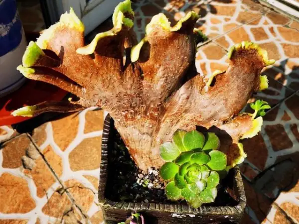 所有多肉植物图片和名称(什么是盆栽多肉植物图片)-第8张图片-百花生活百科知识分享 所有多肉植物图片和名称(什么是盆栽多肉植物图片)-第8张图片-百花生活百科知识分享