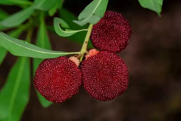 杨梅汁怎么清洗才能洗得干净(杨梅渍怎么清洗才能洗得干净)-第5张图片-百花生活百科知识分享 杨梅汁怎么清洗才能洗得干净(杨梅渍怎么清洗才能洗得干净)-第5张图片-百花生活百科知识分享
