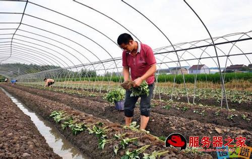 农村种植哪些能赚钱?农村种植什么前景好?在农村种植或养殖什么最赚钱?-第1张图片-百花生活百科知识分享 农村种植哪些能赚钱?农村种植什么前景好?在农村种植或养殖什么最赚钱?-第1张图片-百花生活百科知识分享