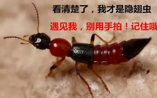 家里出现隐翅虫该如何消灭?家里出现隐翅虫怎么消灭-第1张图片-百花生活百科知识分享 家里出现隐翅虫该如何消灭?家里出现隐翅虫怎么消灭-第1张图片-百花生活百科知识分享