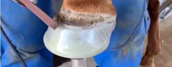 马蹄是马指甲还是马Y子?马蹄是马的指甲还是脚丫子?-第2张图片-百花生活百科知识分享 马蹄是马指甲还是马Y子?马蹄是马的指甲还是脚丫子?-第2张图片-百花生活百科知识分享