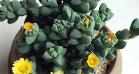 所有多肉植物图片和名称(什么是盆栽多肉植物图片)-第7张图片-百花生活百科知识分享 所有多肉植物图片和名称(什么是盆栽多肉植物图片)-第7张图片-百花生活百科知识分享