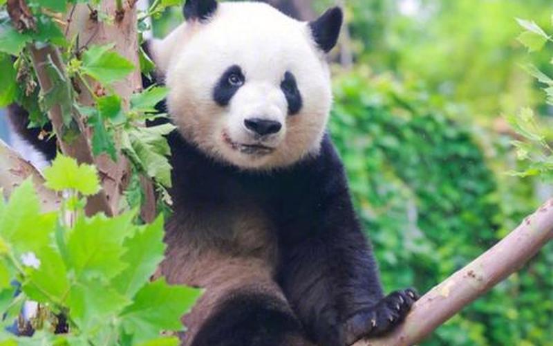 大熊猫多少元一只-第1张图片-百花生活百科知识分享
