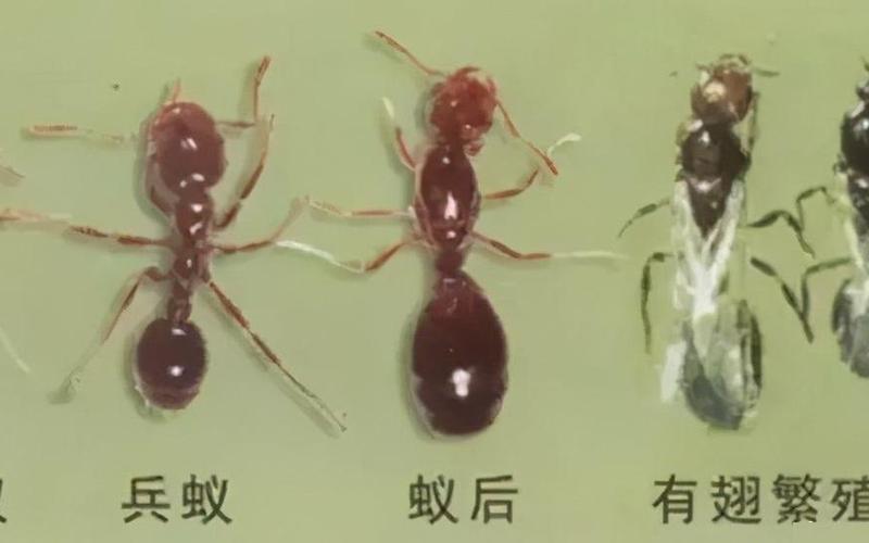 12省出现红火蚁伤人-第1张图片-百花生活百科知识分享
