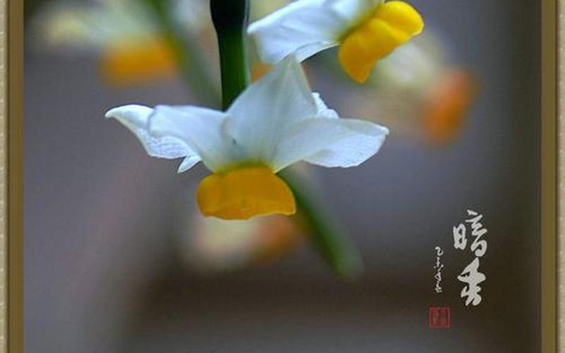 凌波仙子是什么花-第1张图片-百花生活百科知识分享