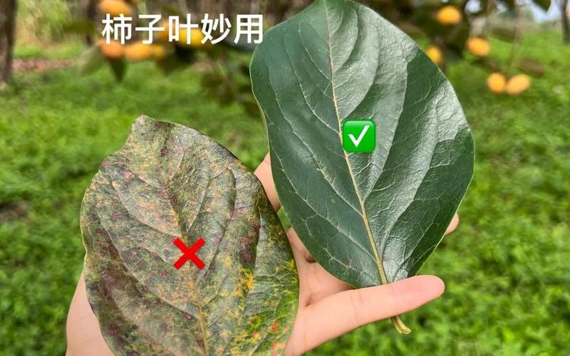 白凡士林加柿子叶-第1张图片-百花生活百科知识分享