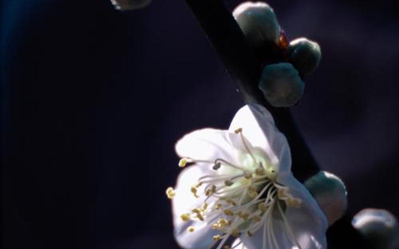 暗香疏影形容哪种花-第1张图片-百花生活百科知识分享