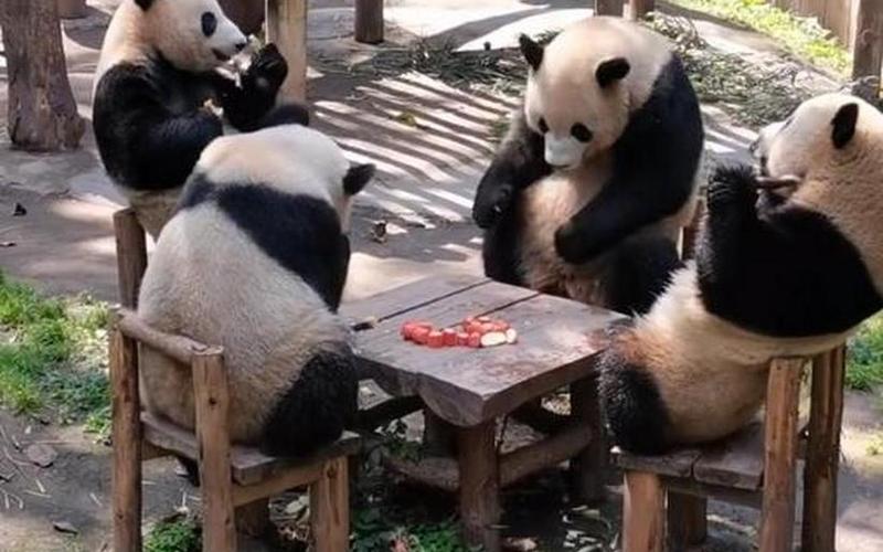 14年吃人那个大熊猫怎么样了-第1张图片-百花生活百科知识分享