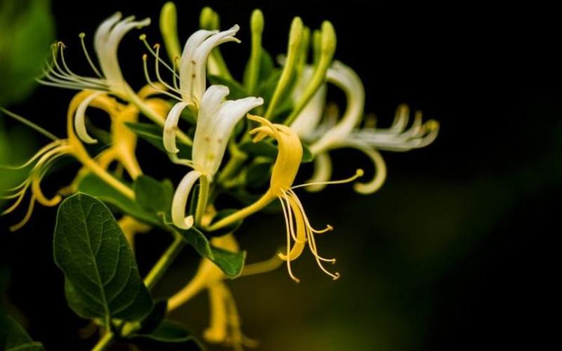 rosemary是什么意思-第1张图片-百花生活百科知识分享