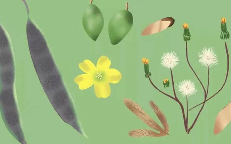 10种植物的传播方式-第1张图片-百花生活百科知识分享