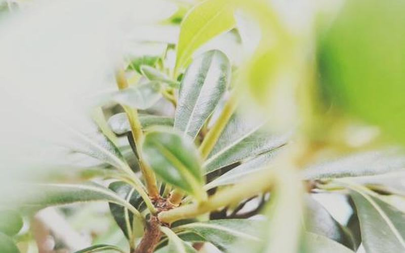 秋天的风它不曾见过桃花-第1张图片-百花生活百科知识分享