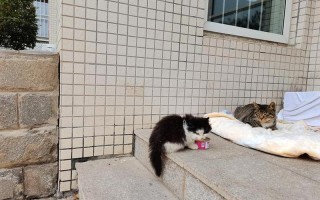 4只猫从高楼被抛下