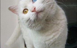 猫咪官网是多少啊