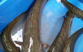 青海也现怪鱼-鱼塘损失1500多斤鱼