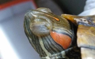 巴西龟白眼病怎么治