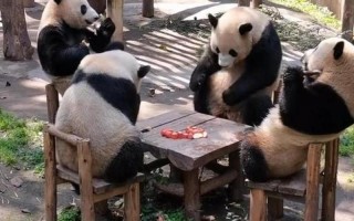 14年吃人那个大熊猫怎么样了