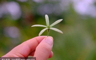 世界上最小的花是什么花