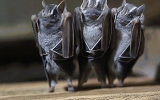 澳大利亚倒挂巨型蝙蝠