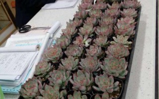 所有多肉植物图片和名称(什么是盆栽多肉植物图片)