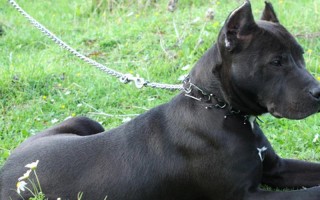 阿根廷杜高犬价格