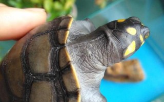 百岁龟遭开水烫死