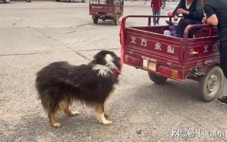 苏格兰牧羊犬价格