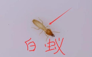 白蚁怎么消灭才干净