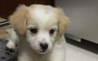 小狗吃多了呕吐怎么办(小狗吃多了的拉稀怎么办)