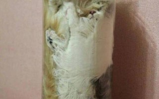 为什么猫咪能像液体一样