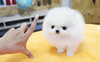 茶杯犬多少钱一只 价格(茶杯犬价格是多少怎么挑选茶杯犬？)