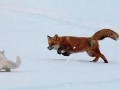 俄罗斯黑猫逼退棕熊