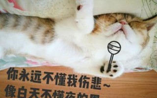 你永远不懂我伤悲