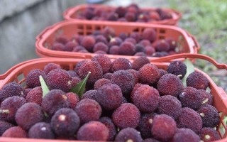 杨梅汁怎么清洗才能洗得干净(杨梅渍怎么清洗才能洗得干净)