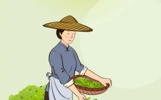 养生茶可以随意搭配吗？养生茶搭配法则？养生茶怎么搭配女性