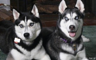 阿拉斯加雪橇犬哈士奇