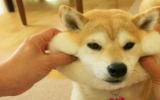 八哥犬多少钱一只