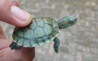 巴西龟可以干养吗