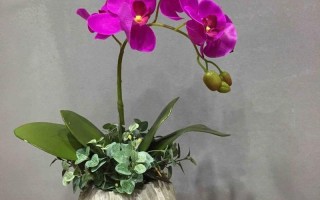 蝴蝶兰开花时间是几点左右