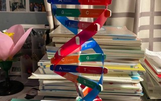 dna双螺旋结构模型