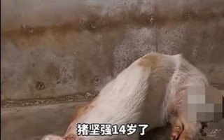 14岁的猪坚强已瘦骨嶙峋