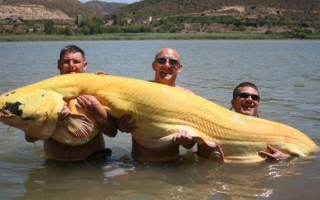 1963年英国鲶鱼计划