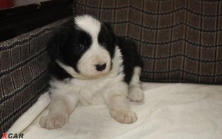 白金汉宫边境牧羊犬