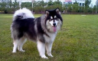 阿拉斯加雪橇犬吃什么