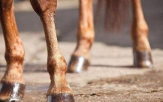 马蹄是马指甲还是马Y子？马蹄是马的指甲还是脚丫子？